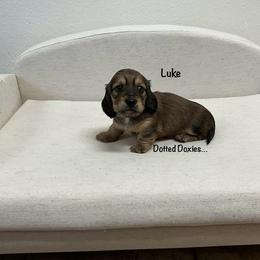 Dachshund Puppies from Dotted Doxies