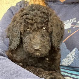 Mr Lime Green - Black male Goldendoodle puppy in San Diego, California from Sensational Doodles