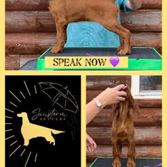 Speak Now - Irish Setter puppy from Sunstorm Setters