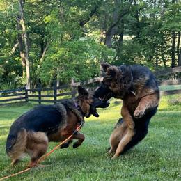 German Shepherd Puppies from Golden Ridge