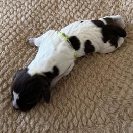 Wirehaired Pointing Griffon Puppies from Idleista Grand Chasseur