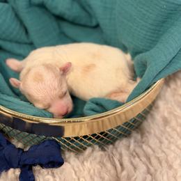 Navy Male Toy Maltipoo - Parti male Maltipoo puppy in Royse City, Texas from Cleveland's Poodles & Toy Maltipoo’s