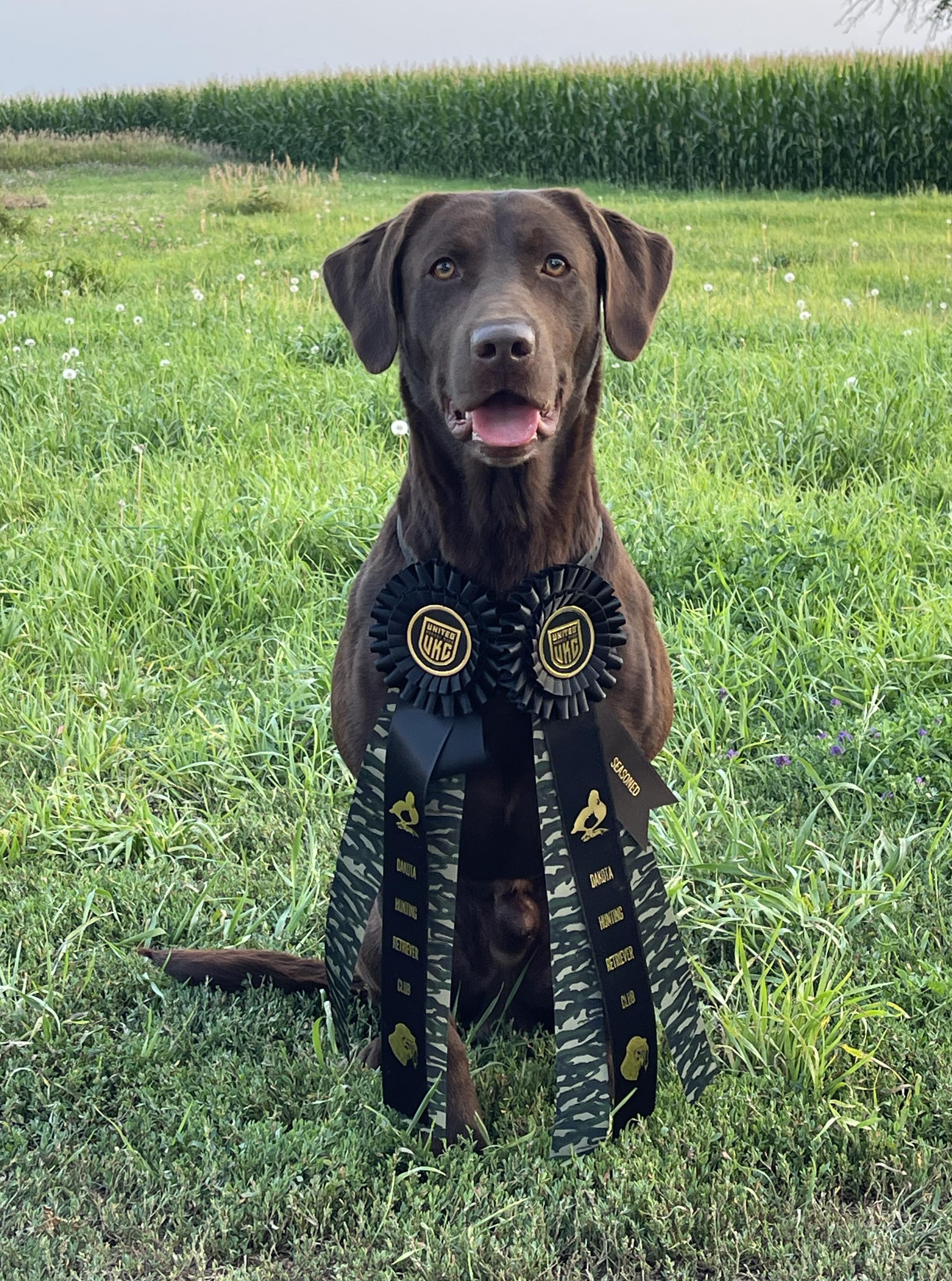 Croc - Labrador Retriever