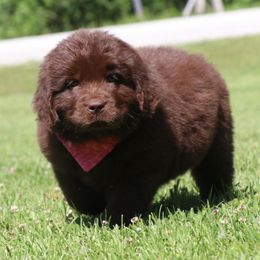 Rosey - Brown female Newfoundland puppy in Kimball Twp, Michigan from Pine River Newfoundlands