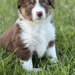 Tally - Red tri female Miniature Australian Shepherd puppy in Shipshewana, Indiana from Shelli's Puppies