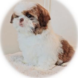 Shih Tzu Puppies from Shantii's Shih Tzu's