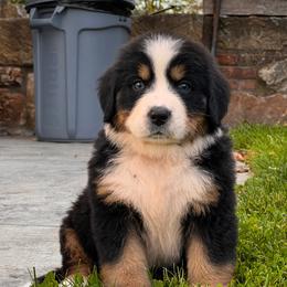 Maggie - Black rust and white female Bernese Mountain Dog puppy in Stone Creek, Ohio from Highland Meadows