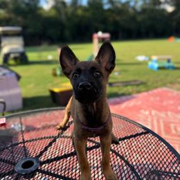 Purple Collar - Fawn female Belgian Malinois puppy in Nashville, North Carolina from Kings K9 Kennel & Training, LLC