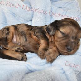 Shaded Cream dapple - Dapple male Dachshund puppy in Seminary, Mississippi from Down South Mavericks Dachshunds
