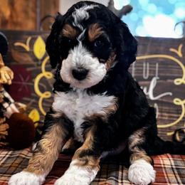 Flint - Black phantom male Aussiedoodle puppy in Orange Cove, California from Sand Creek Ranch Aussiedoodles