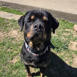 Karma - Rottweiler