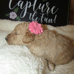 Goldendoodle and Poodle Puppies from David & Patricia Elliott