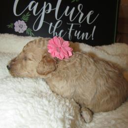 Goldendoodle and Poodle Puppies from David & Patricia Elliott