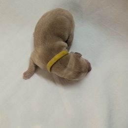 Dilute Retriever and Labrador Retriever Puppies from LC Hunting Labs, LLC.