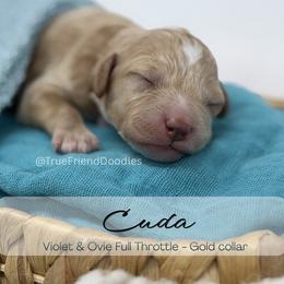 CUDA - Gold Collar - Apricot male Goldendoodle puppy in Watertown, New York from True Friend Doodles