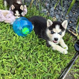 Rambo- Brown collar - Black and white male Pomsky puppy in Mannington Township, New Jersey from Little Husky Hutt