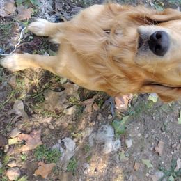 Bailey - Golden Retriever