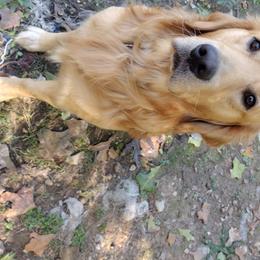 Bailey - Golden Retriever