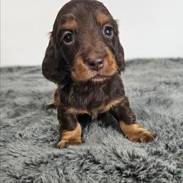 Chocolate and tan longhaired female - Chocolate and tan female Dachshund puppy in Belle Rive, Illinois from Akin's Miniature Dachshunds, LLC
