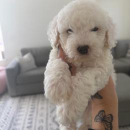 Puppy 1 - White male Poodle puppy in Grass Valley, California from Cuddle Paws Poodles