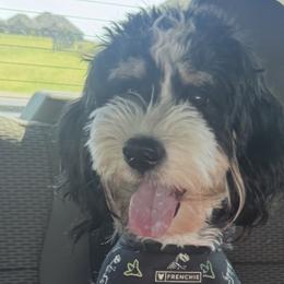 Bernedoodles and Goldendoodles from Kaci Slightom