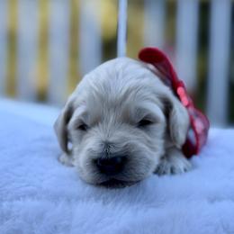 Boy 7 - male Goldendoodle puppy in Rainier, Oregon from Beaver Springs Puppies