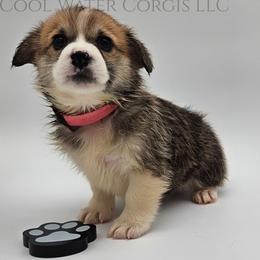 Juliet - Red female Pembroke Welsh Corgi puppy in Kiowa, Colorado from Cool Water Corgis LLC