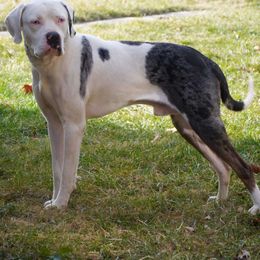 Ghost - Catahoula Leopard Dog