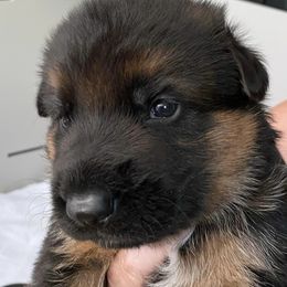 German Shepherds from Riverbirch Kennels