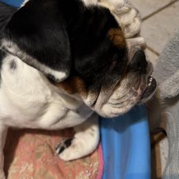 Mia - Bulldog
