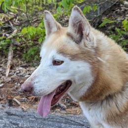 Maddi - Siberian Husky