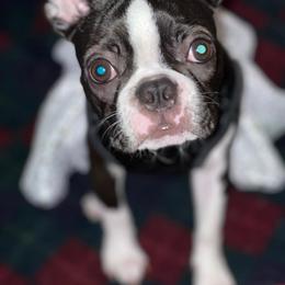 Boston Terrier Puppies from I Love Pups
