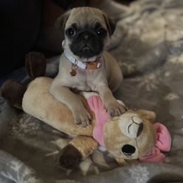 "Litter 2022" Pug Puppies from Tanori Kennels
