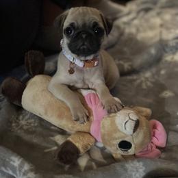 "Litter 2022" Pug Puppies from Tanori Kennels