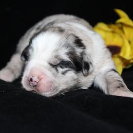 Clover - Blue merle male Australian Shepherd puppy in Colorado Springs, Colorado from Rocky Mountain Aussies