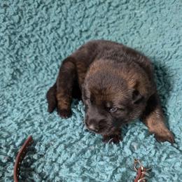 Brown - Sable female German Shepherd puppy in Motley, Minnesota from Von Thomson Haus