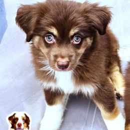 Jennifer - Red tri female Miniature Australian Shepherd puppy in Punta Gorda, Florida from Christie's Creekside Aussies