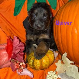Quiver Purple Collar - Black and red female German Shepherd puppy in Hillsboro, Indiana from Salty Raccoon Ranch German Shepherds
