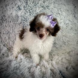 Lil Bo - Parti male Poodle puppy in Newcomerstown, Ohio from Sheri’s Lil Angel’s