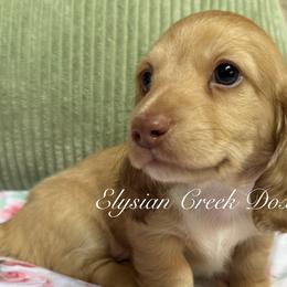 Dachshunds from Elysian Creek Doxies