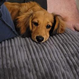 Dachshund Puppies from Russell Farms Dachshund