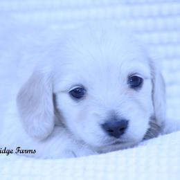 Wilson - Cream male Dachshund puppy in Murray, Kentucky from Shadow Ridge Farms