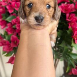 Miss Piggy - Dapple female Dachshund puppy in Harold, Kentucky from Taylors Tiny Tails