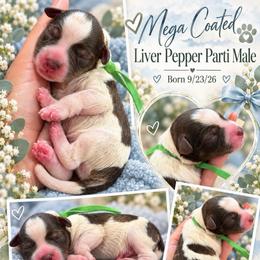 Bennett - Parti male Miniature Schnauzer puppy in Magalia, California from NorCal Schnauzers