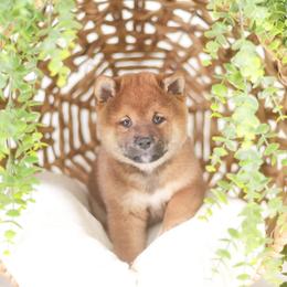 Takumi - Red Boy - Red male Shiba Inu puppy in Neosho, Missouri from Sunny Terrace Shibas