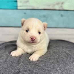 Topaz - White male Pomsky puppy in Krum, Texas from Paw-Some Pomskies