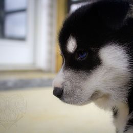 "Past puppy (Jigs X Naava)" Siberian Husky Puppies from Ivie Huskies