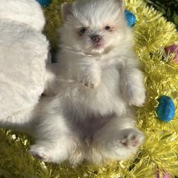 Girl 2 - Cream parti female Pomeranian puppy in San Jacinto, California from Savvypomeranians