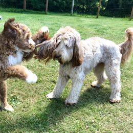Australian Labradoodle Puppies from Victoria Creek Australian Labradoodles