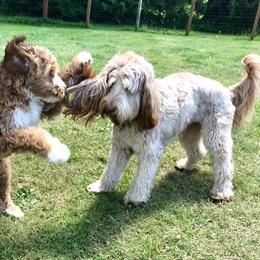 Australian Labradoodle Puppies from Victoria Creek Australian Labradoodles